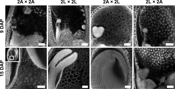 Defects in Arabidopsis hybrid seeds